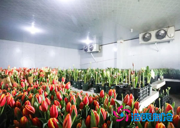 花卉冷庫(kù)安裝預(yù)算造價(jià)多少錢？-浩爽制冷